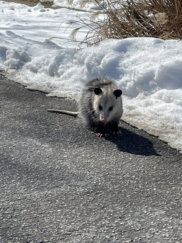 A possum every hour twitter, tweets of pictures of possums every single day and night, wtf, wholesome, funny photos of animals, Possumeveryhour